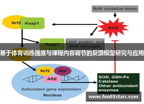 基于体育训练强度与课程内容调节的反馈模型研究与应用